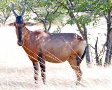 Red hartebeest