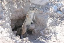 Cape ground squirrel