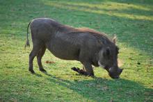 Southern warthog