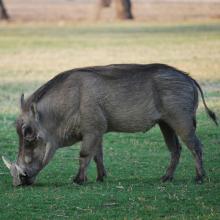 Warthog