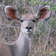 Greater Kudu