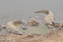 Crocodile, Nile