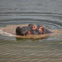 Hippo