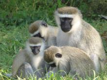 Vervet monkey