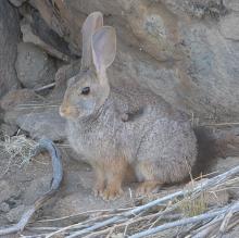 Jameson's red rock rabbit