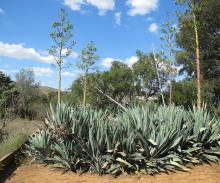 Agave americana