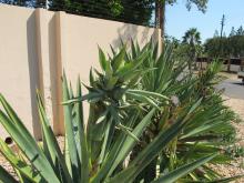 Agave sisalana