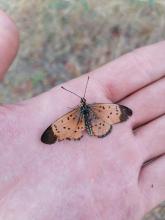 Acraea caldarena