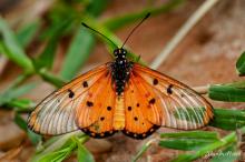 Acraea neobule