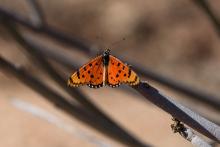 Acraea hypoleuca