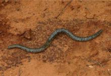 Schlegel's Beaked Blind Snake