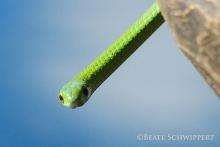 Angola Green Snake