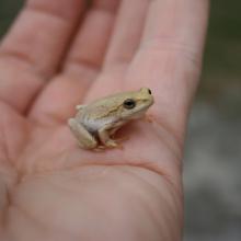 Angolan Reed Frog