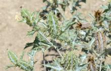 Argemone ochroleuca/A. subfusiformis