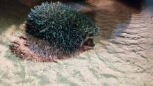 Southern African hedgehog