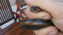 Bangweulu Swamp Snake