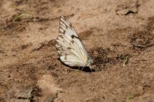 Belenois aurota