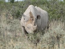 Black rhinoceros