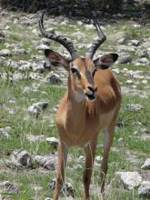 Black-faced impala