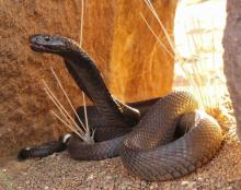 Black Spitting Cobra