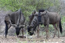 Blue Wildebeest