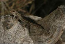Gecko, Bradfield's Dwarf