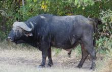 Buffalo