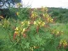 Caesalpinia gilliesii