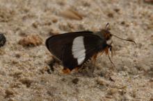 Coeliades pisistratus