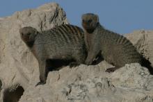 Banded mongoose