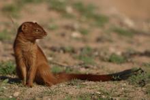 Slender mongoose