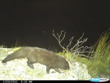 Water mongoose