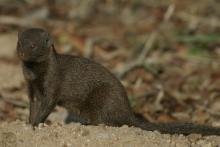 Dwarf mongoose
