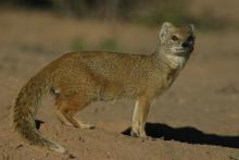 Yellow mongoose