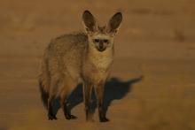 Bat-eared fox