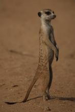 Suricate
