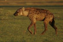 Spotted hyaena
