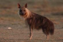 Brown hyaena