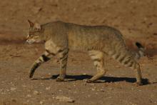 Southern African wild cat