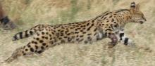 Serval