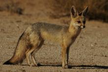Cape fox