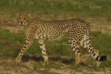 Cheetah