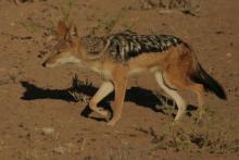 Black-backed Jackal