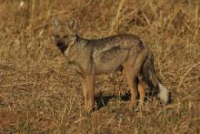 Side-striped Jackal