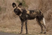 Wild dog