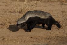 Honey badger