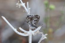 Cacyreus lingeus
