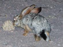 Cape hare