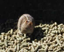 Four-striped grass mouse