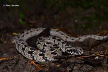 Rhombic Night Adder